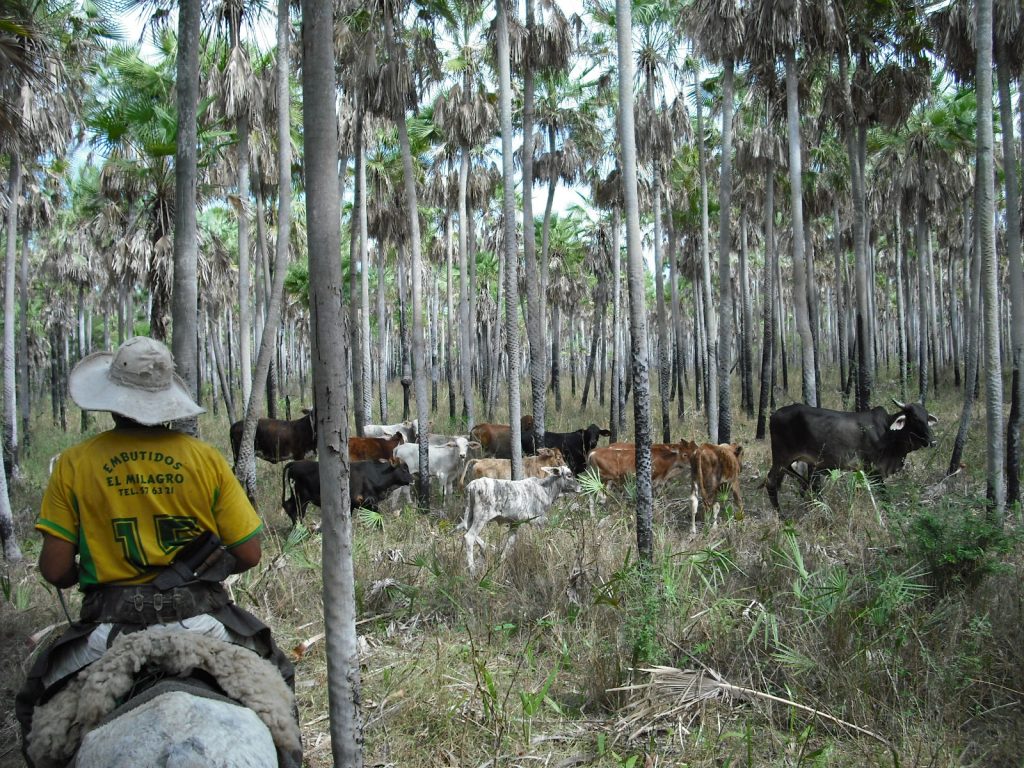 Chaco, Paraguay
